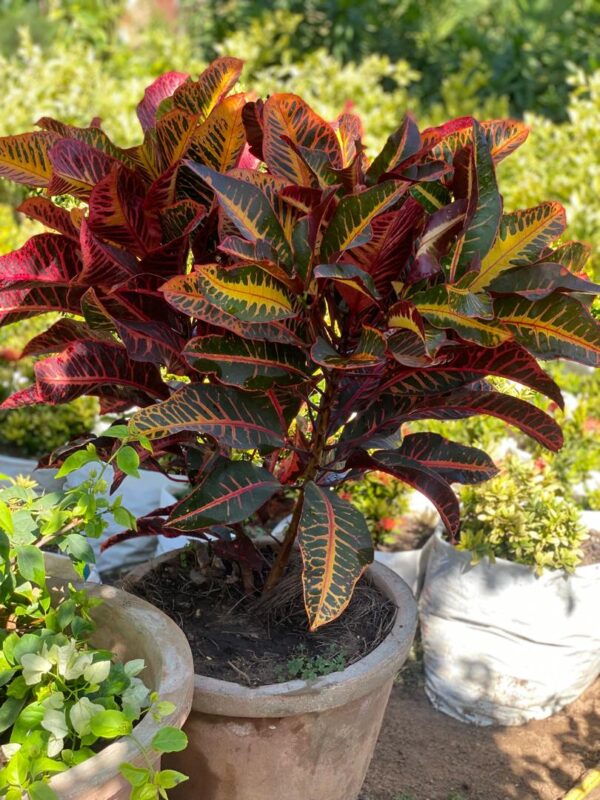 Croton
