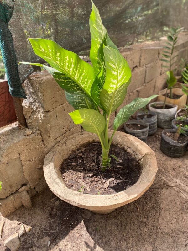 Dieffenbachia
