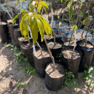 Mangue Japonaise