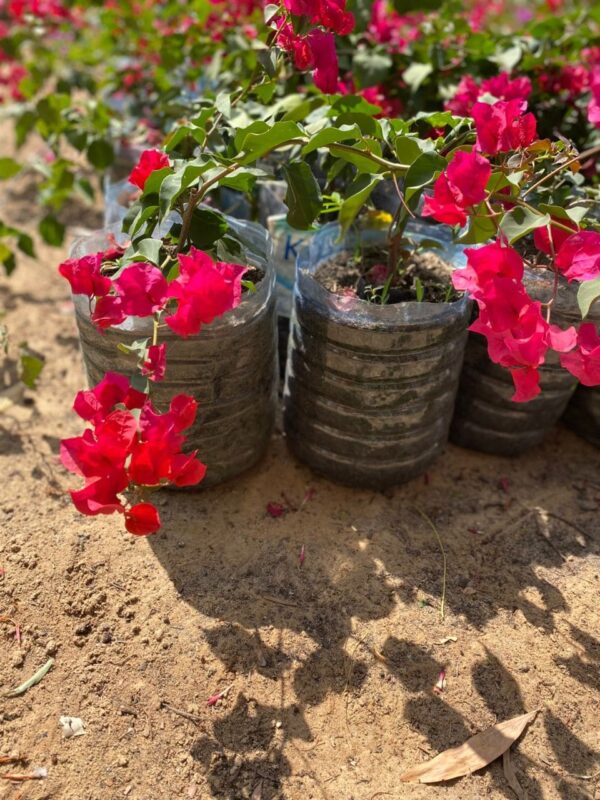 Bonsaï Bougainvilliers