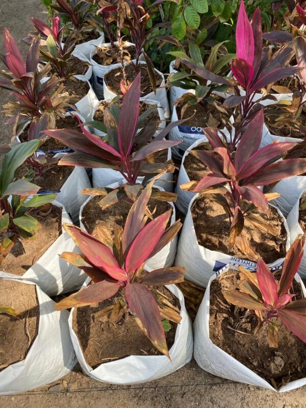 Cordyline rouge