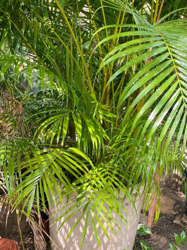Dypsis lutescens