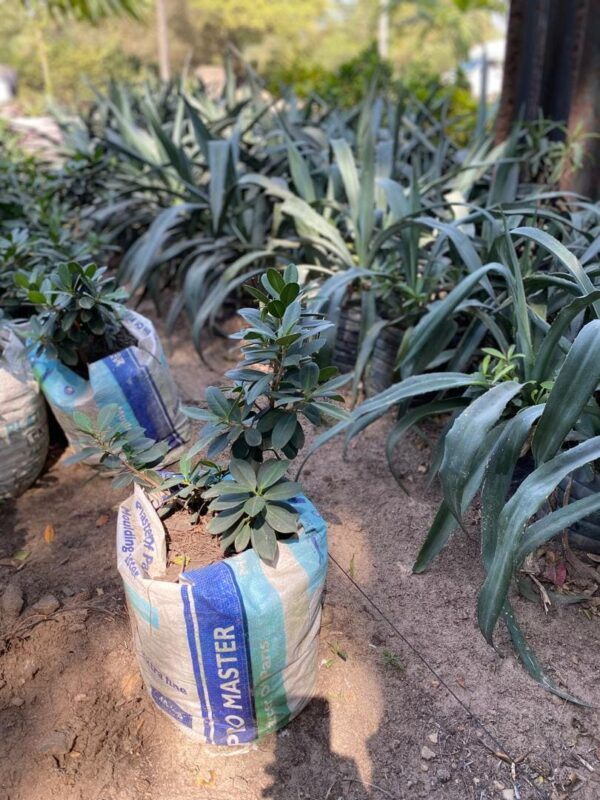 Ficus vert caoutchouc