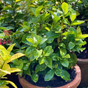 Ixora chinensis Lam