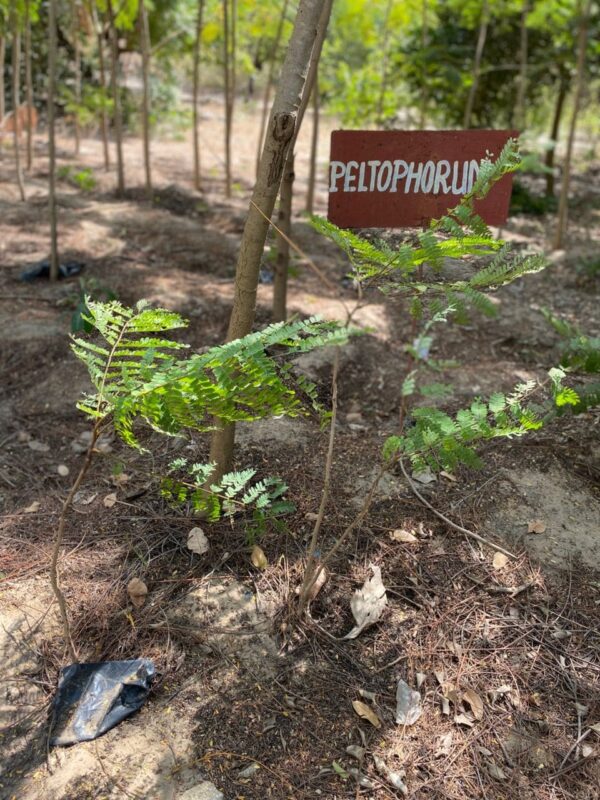 Peltophorum
