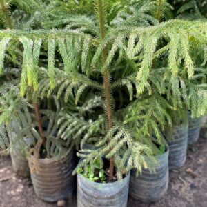 Sapin
