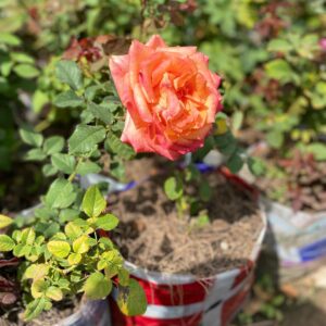 Rosier Fleur