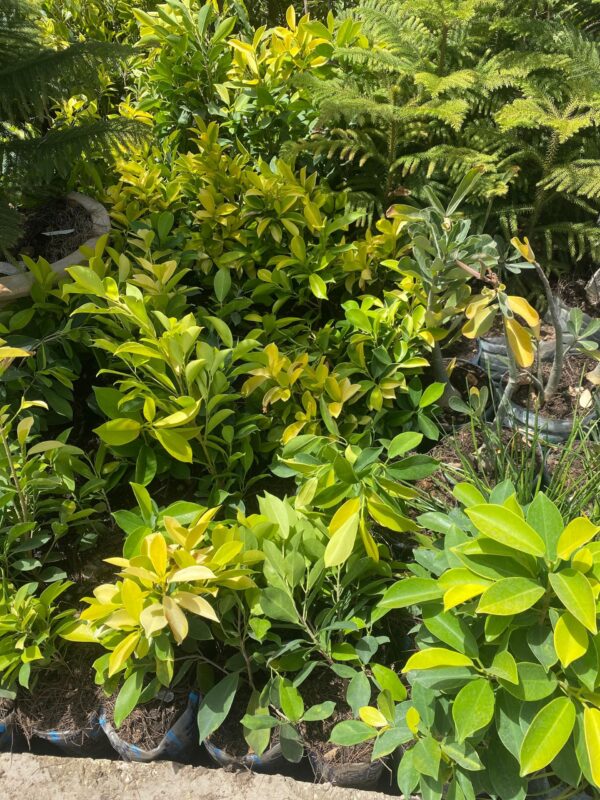 Ficus altissima