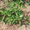 Poivron bio organique