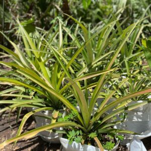 Ananas