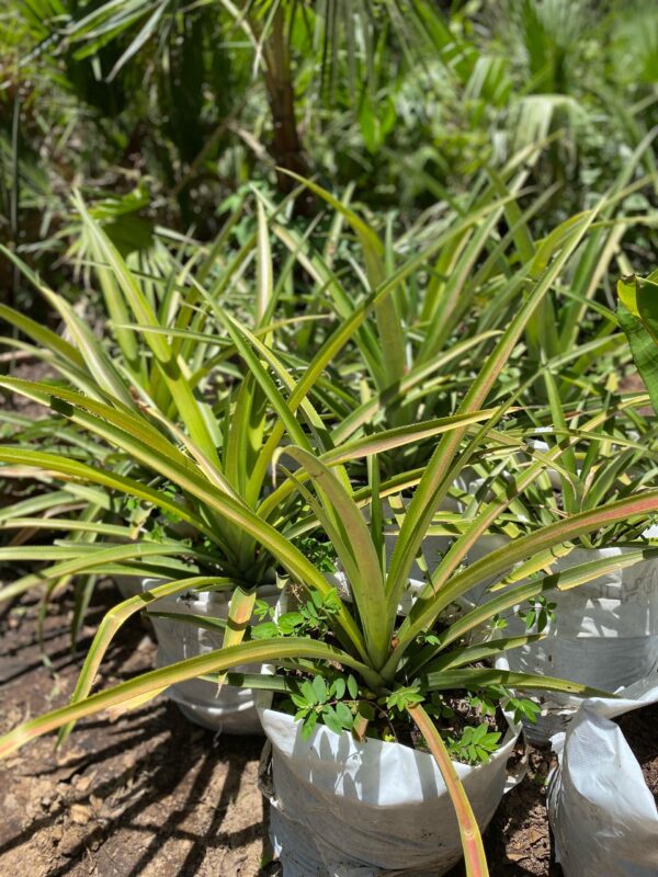 Ananas