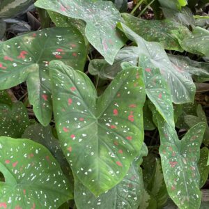 Caladium bicolor
