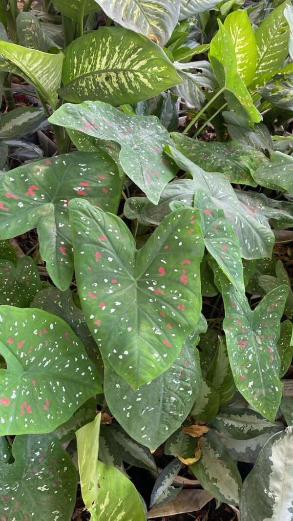 Caladium bicolor