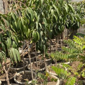 Mangue Kent
