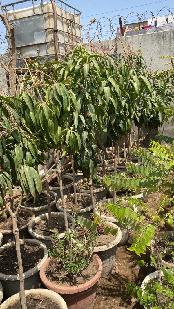 Mangue Kent