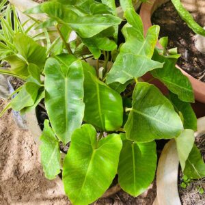 Philodendron rugosum