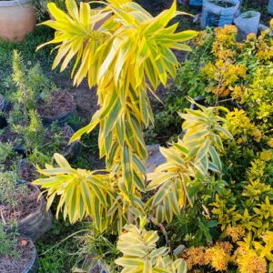 Dracaena Reflexa