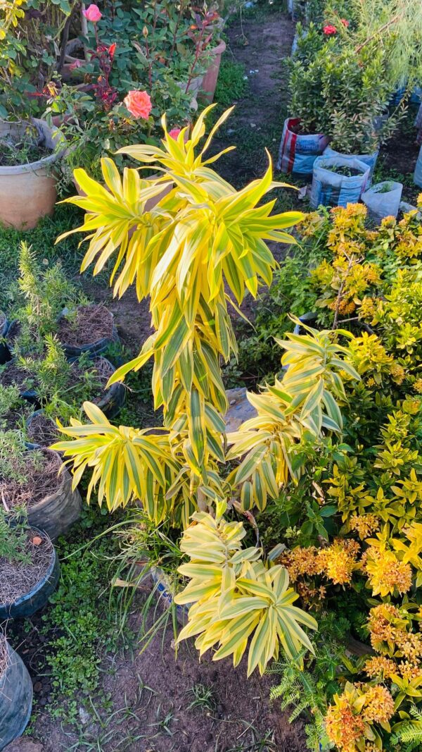 Dracaena Reflexa