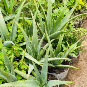 Aloe vera