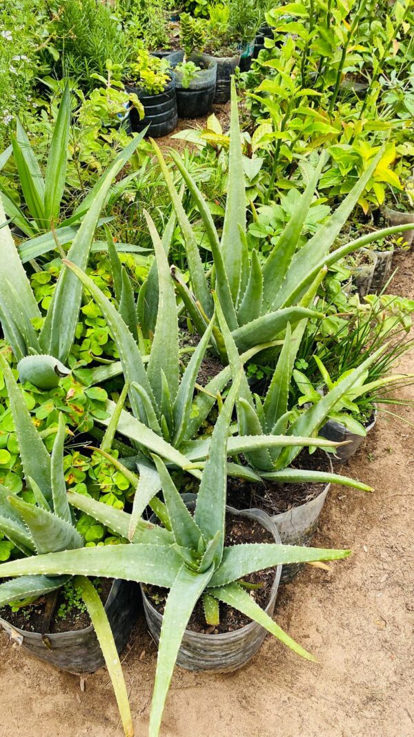 Aloe vera