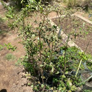 Terminalia Mantaly
