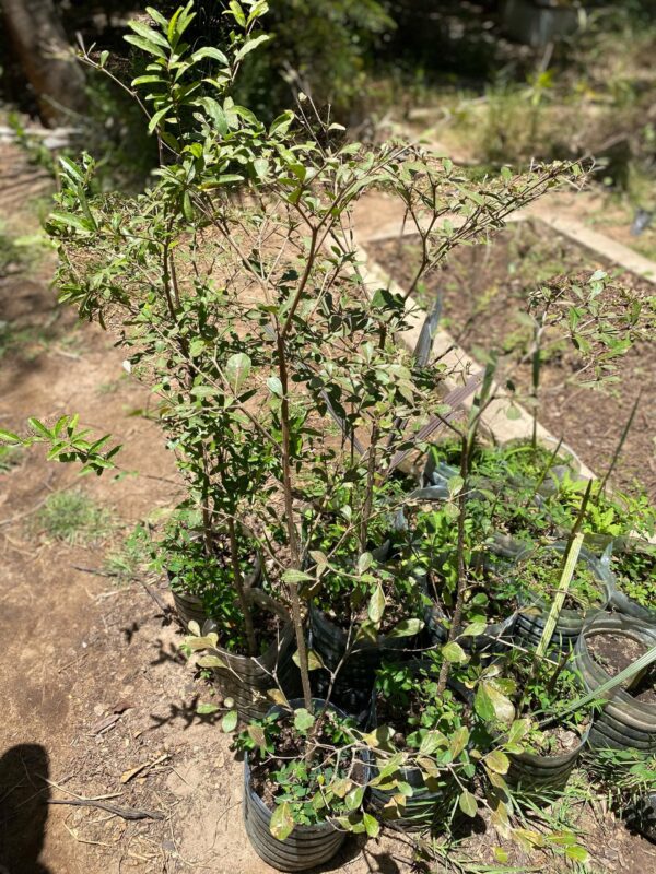 Terminalia Mantaly